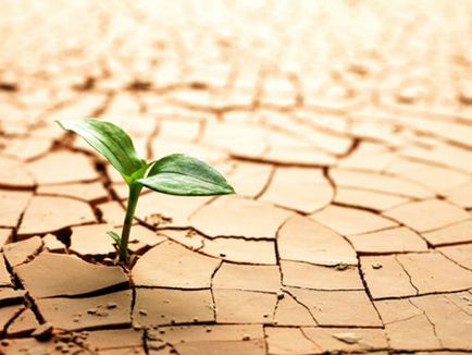 Plantele din deșert - viața, o adaptare a listei și a caracteristicilor (plante) Plantele din deșert - viața, o adaptare a listei și a caracteristicilor