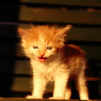 Noi înțelegem de ce miauna pisoi și dacă este periculos (periculoasă) Înțelegem de ce pisica miauna si nu este periculos dacă este