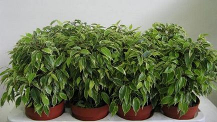 Propagate Ficus le metode eficiente