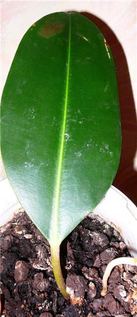 Propagate Ficus le metode eficiente