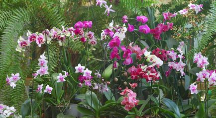 Reproducere pe Phalaenopsis