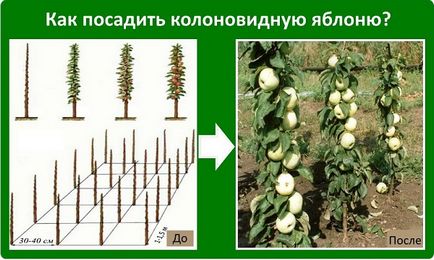 Diferite întrebări cu privire la cultivarea columnare de mere, fertilizarea, boala, cum să planteze (întrebări) Diferite întrebări cu privire la cultivarea columnare de mere, fertilizarea, boala, cum să planteze