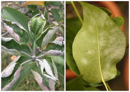 Diferite întrebări cu privire la cultivarea de mere columnare, fertilizarea, boala, cum să planteze (sos de meri columnare) Diferite întrebări cu privire la cultivarea columnare de mere, fertilizarea, boala, cum să planteze