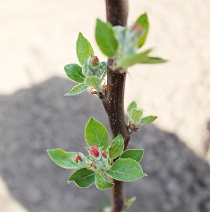 Diferite întrebări cu privire la cultivarea columnare de mere, fertilizarea, boala, cum să planteze