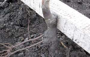 Diferite întrebări cu privire la cultivarea columnare de mere, fertilizarea, boala, cum să planteze (ca măr columnare propagate) Diferite întrebări cu privire la cultivarea columnare de mere, fertilizarea, boala, cum să planteze