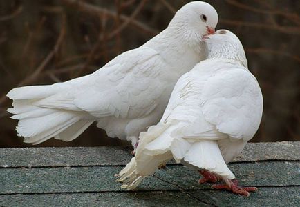 Ameliorarea și întreținerea porumbeilor la domiciliu pentru incepatori