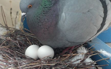 Ameliorarea și întreținerea porumbeilor la domiciliu pentru incepatori