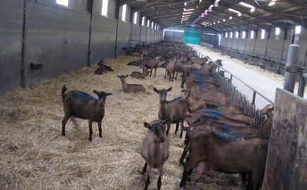 capre de reproducție la domiciliu pentru începători (home) De reproducție caprine la domiciliu pentru începători