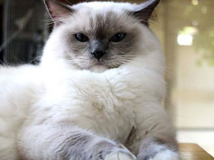 fotografii Ragdoll pisica, pret, descriere rasa, caracter, video, pepiniere - murkote despre pisici și pisici