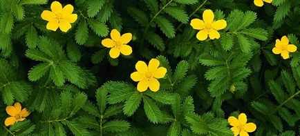 Agrimonia Eupatoria - proprietăți utile și contraindicații, cum se pune la cale Agrimony (ordinară) Agrimonia Eupatoria - proprietăți utile și contraindicații, cum să fiarbă Agrimony