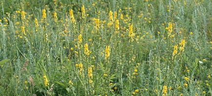 Agrimonia Eupatoria - proprietăți utile și contraindicații, cum se pune la cale Agrimony (ordinară) Agrimonia Eupatoria - proprietăți utile și contraindicații, cum să fiarbă Agrimony