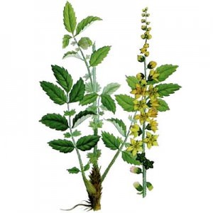 Agrimony proprietăți și contraindicații utile (proprietăți) Agrimony proprietăți utile și contraindicații