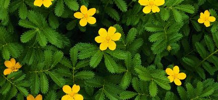 Agrimony proprietăți și contraindicații utile (agrimony) Agrimony proprietăți utile și contraindicații