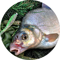 Guma de mestecat pentru pescuitul la crap pe sabrefish pe plătică, modul de a face guma cu propriile sale mâini