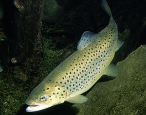 Caracteristici de pește de pescuit păstrăv, descrieri cu fotografii și habitat