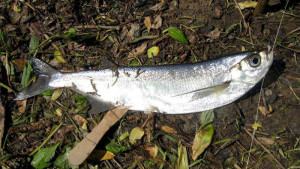 Pescuitul pe gingie, cu reflux de fabricație țărm propriilor lor mâini, prinderea sabrefish, crap și plătică