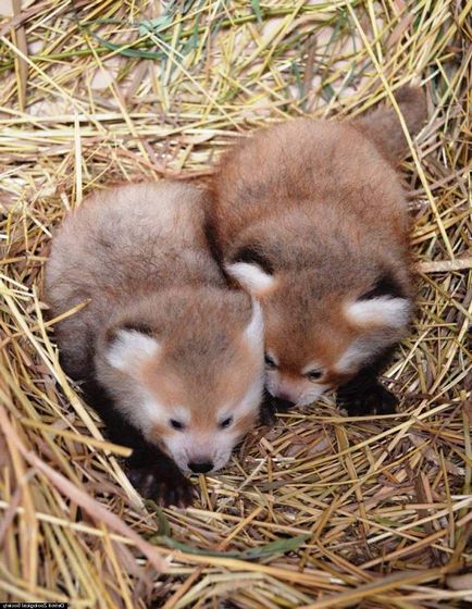 Red Panda fotografie fiară