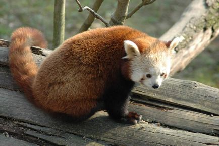 Red Panda fotografie fiară