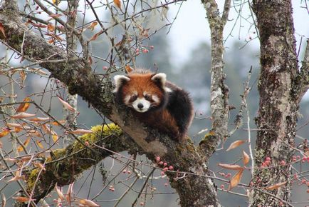 Red Panda fotografie fiară