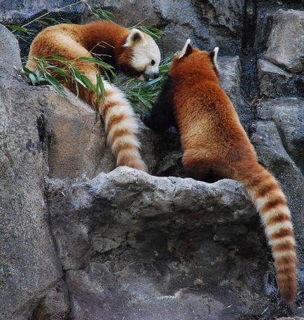 Red Panda fotografie fiară