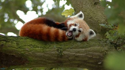 Red Panda fotografie fiară