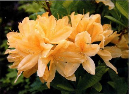 Rhododendron - plantare și îngrijire, plante fotografie