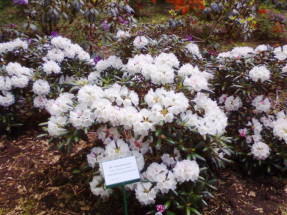 Rhododendron - plantare și îngrijire, plante fotografie