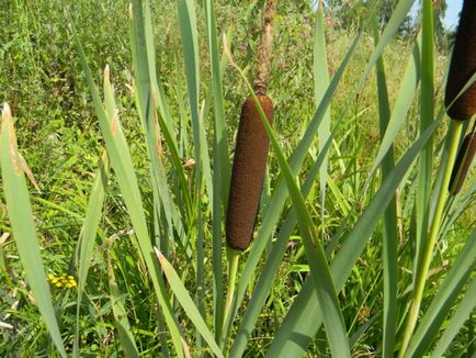 cattail foto, descrierea și caracteristicile plantelor (gro larg descriere cattail) fotografii cattail, descrierea și caracteristicile de plante