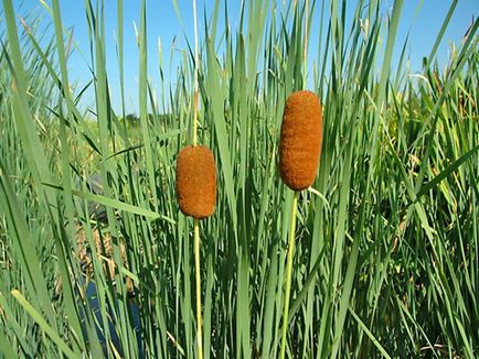 fotografii cattail, descrierea și caracteristicile plantelor (Cattails foto) fotografii cattail, descrierea și caracteristicile de plante