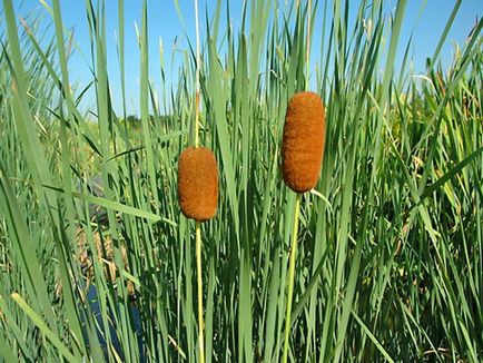 fotografii cattail, descrierea și caracteristicile de plante