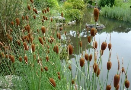 fotografii cattail, descrierea și caracteristicile de plante