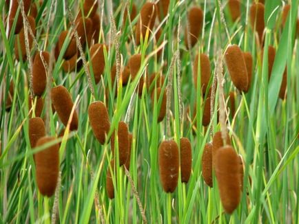 fotografii cattail, descrierea și caracteristicile de plante