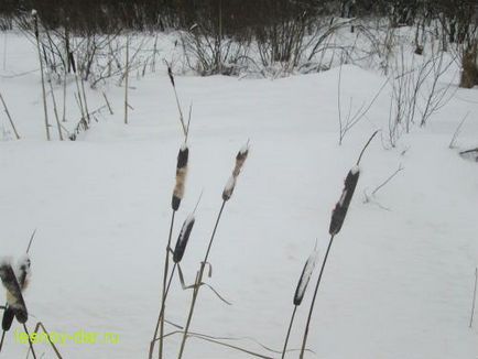 cattail cu frunze late