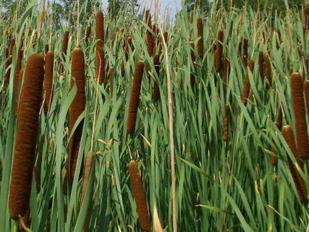 cattail cu frunze late