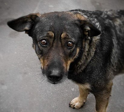 câine român întreabă ce latra ecouri România