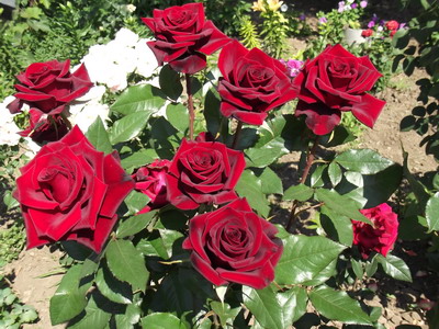 Istoria Rosa și descrierea florii - floare enciclopedie (poveste) Istoria Rosa și descrierea florii - Flori Enciclopedia