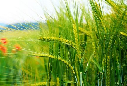 Rye ca îngrășământ verde pentru grădină, cultură și beneficii secară teren agricol