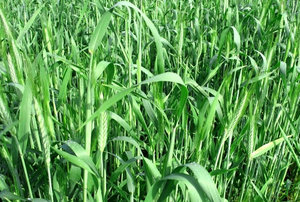 Rye ca îngrășământ verde, verde în special gunoi de grajd