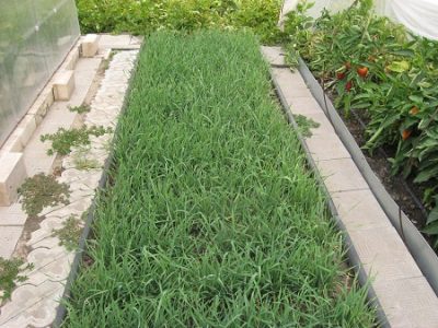 Rye cu privire la beneficiile și efectele nocive ale grădinii, atunci când pentru a planta, cum să planteze îngrășământ verde (îngrășământ)