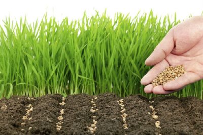 Rye cu privire la beneficiile și efectele nocive ale grădinii, atunci când pentru a planta, cum să planteze îngrășământ verde (îngrășământ) (grădină) Rye cu privire la beneficiile și efectele nocive ale grădinii, atunci când pentru a planta, cum să planteze îngrășământ verde (îngrășământ)