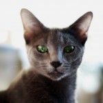 Cat Albastru Rusă (pisica albastru rusă) Cat Albastru rus