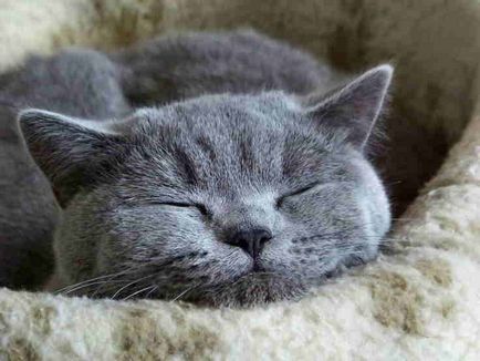 Rusă albastru pisică fotografie, despre rasa, caracterul, sănătatea