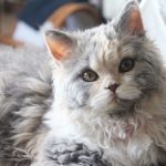 Rusă albastru pisică fotografie, despre rasa, caracterul, sănătatea