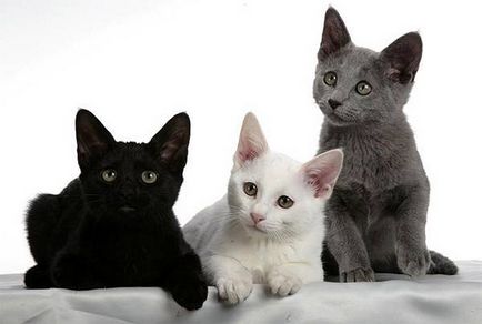 Rusă fotografie pisică albastru, prețul, natura rasei, descriere, videoclip