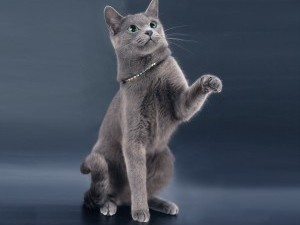Rusă fotografie pisică albastru, prețul, natura rasei, descriere, videoclip