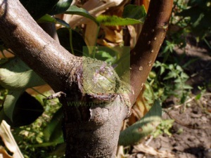 Grădină Var, chit sau mai bine pentru tratamentul arborilor, sadovodstvo24