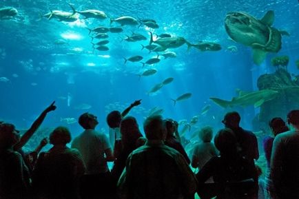 Cele mai mari acvarii din lume