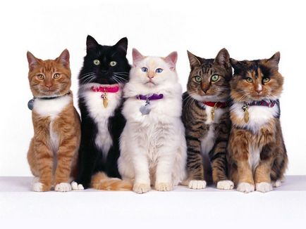 Cele mai multe rase afectuos Evaluarea pisicilor de top 10