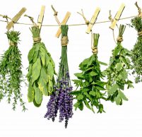 Cele mai utile plante pentru stomac și intestine