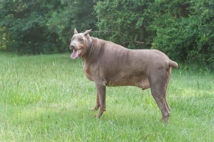 Cel mai gras câine din lume - 15 fotografii și explicații
